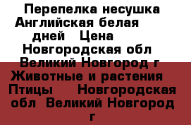 Перепелка несушка Английская белая 60-75 дней › Цена ­ 200 - Новгородская обл., Великий Новгород г. Животные и растения » Птицы   . Новгородская обл.,Великий Новгород г.